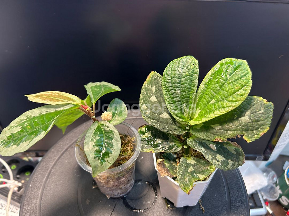 정글식물, 엘라스토스테마--0