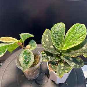 정글식물, 엘라스토스테마