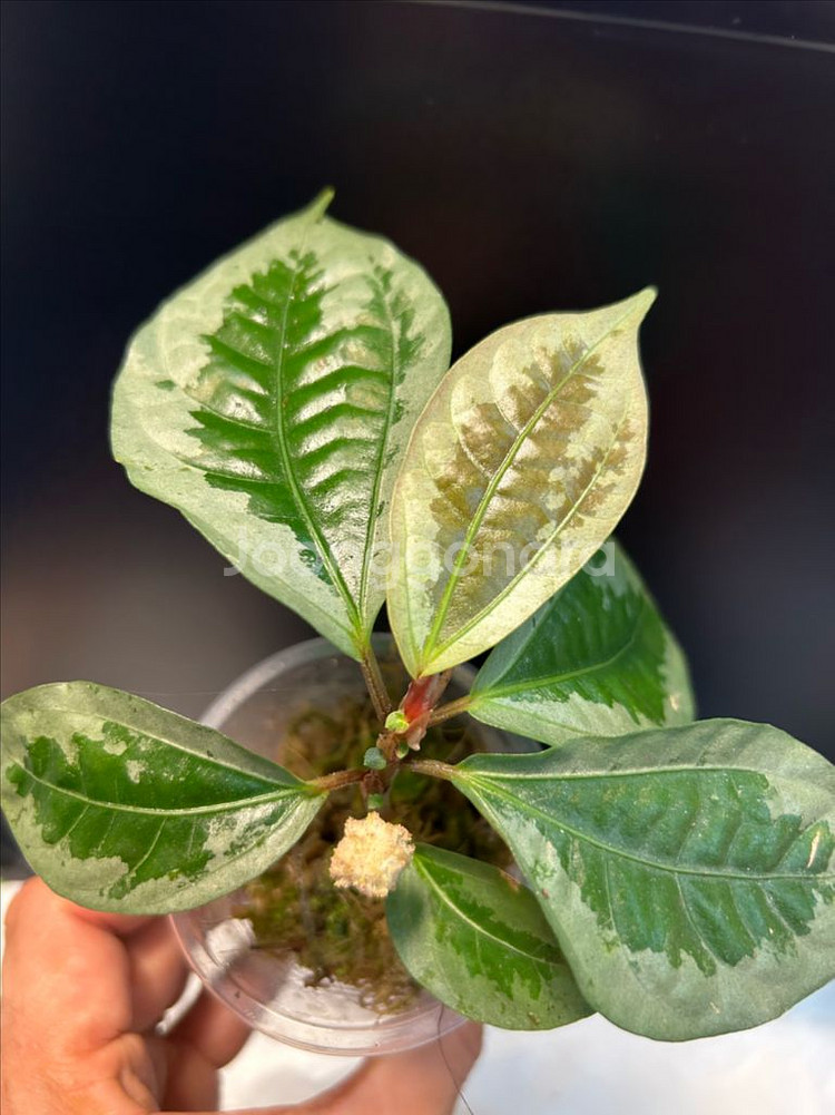 정글식물, 엘라스토스테마--1