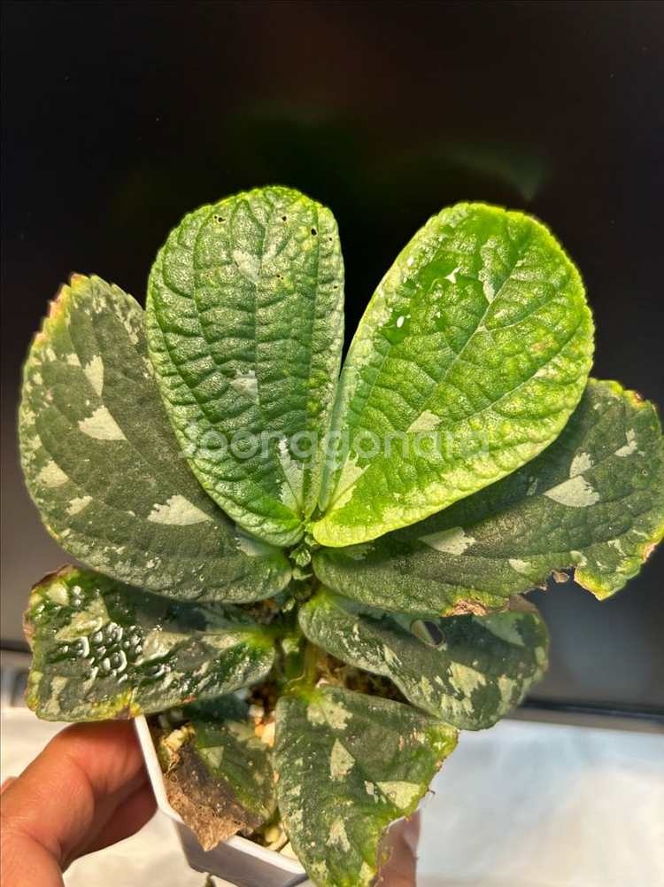 정글식물, 엘라스토스테마--2