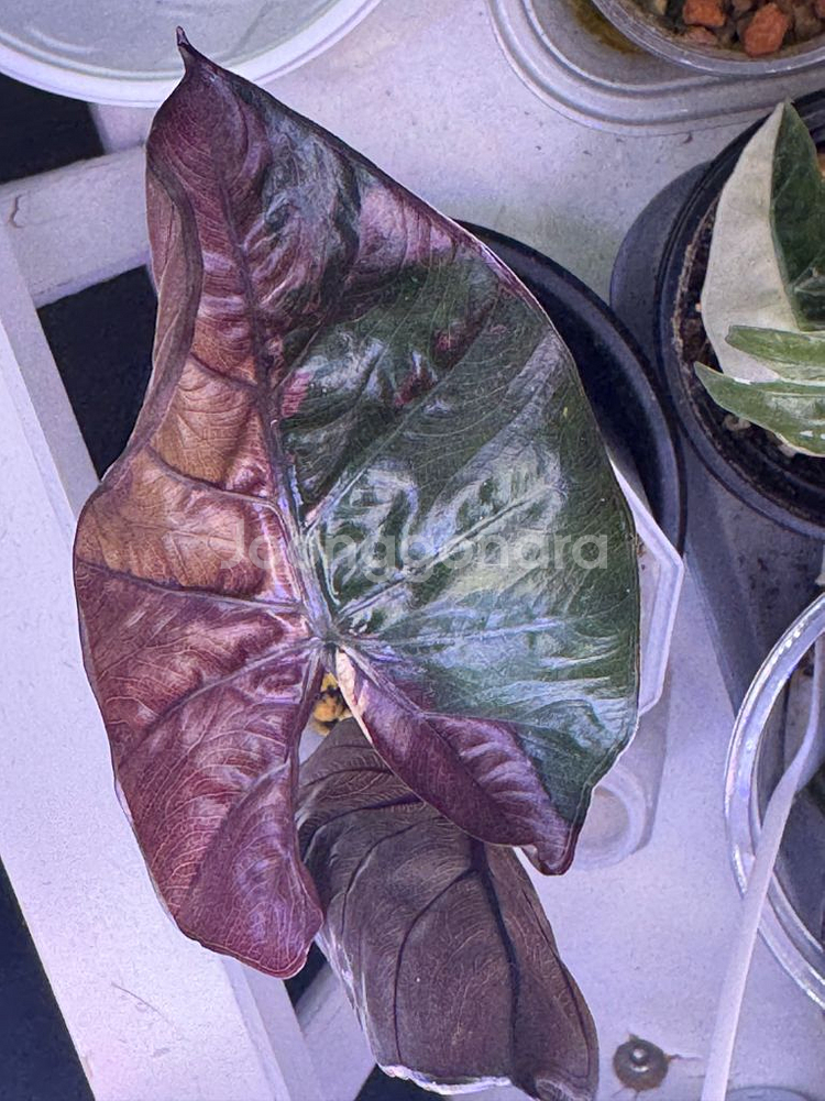 알로카시아 플럼배 바리에가타--3