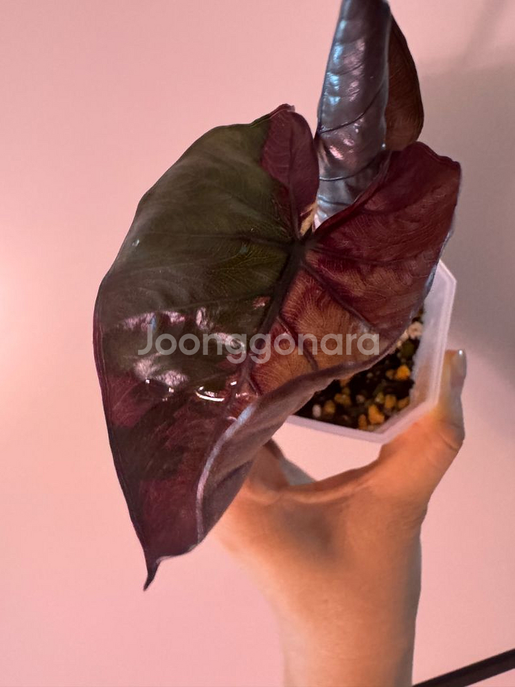 알로카시아 플럼배 바리에가타--5