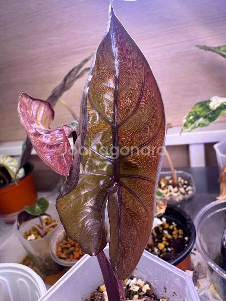 알로카시아 플럼배 바리에가타--4