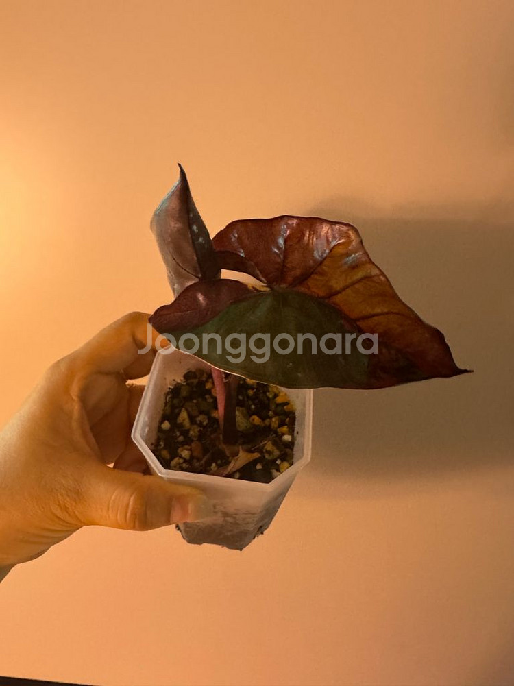 알로카시아 플럼배 바리에가타--6