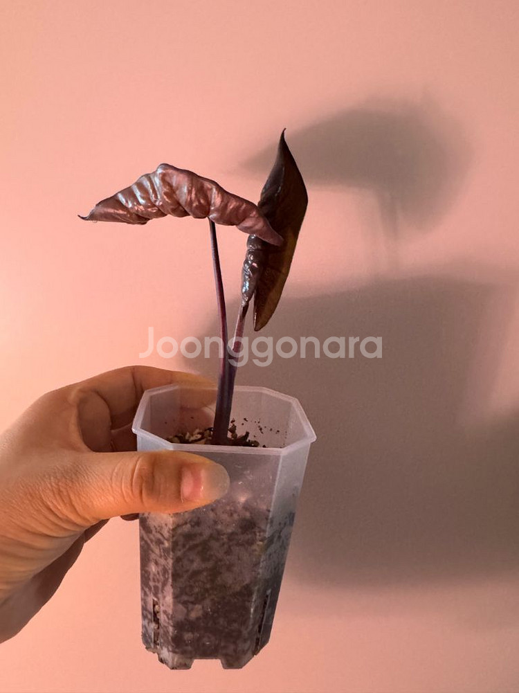 알로카시아 플럼배 바리에가타--7