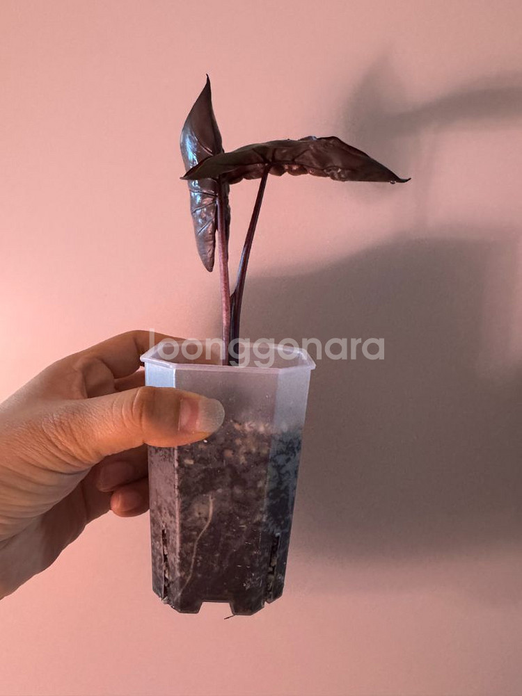 알로카시아 플럼배 바리에가타--8