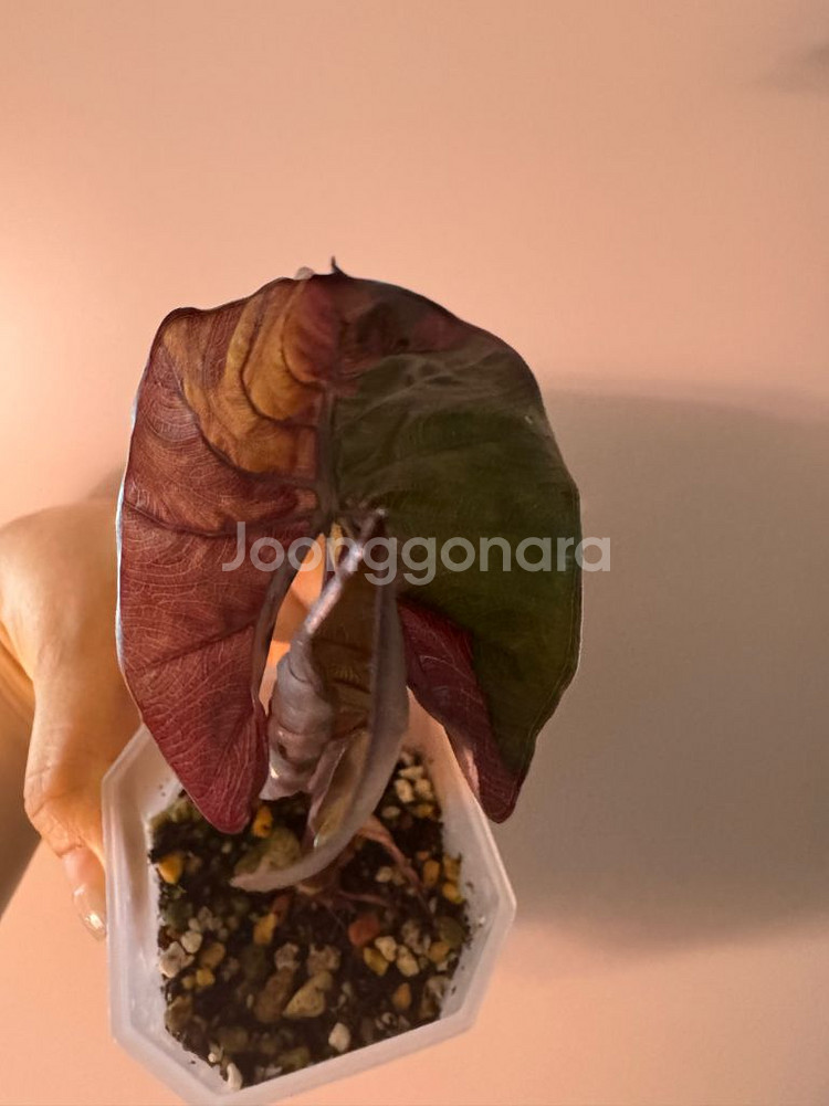 알로카시아 플럼배 바리에가타--9