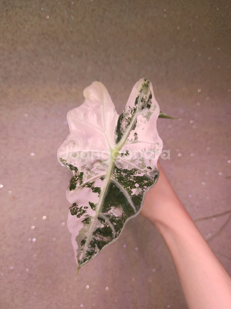 알로카시아 아마조니카 화이트핑크 바리--0