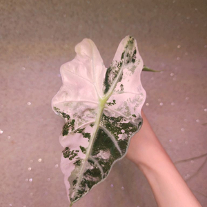 알로카시아 아마조니카 화이트핑크 바리