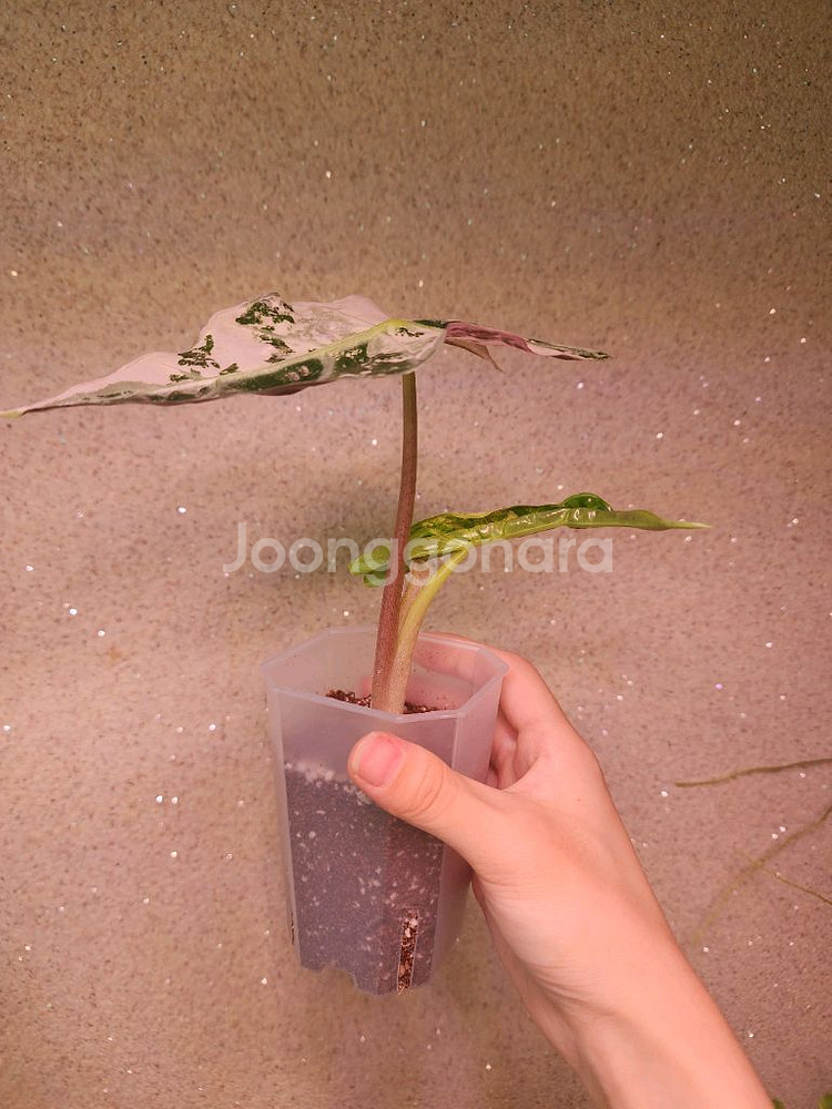 알로카시아 아마조니카 화이트핑크 바리--1