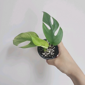 민트 히메 몬스테라
