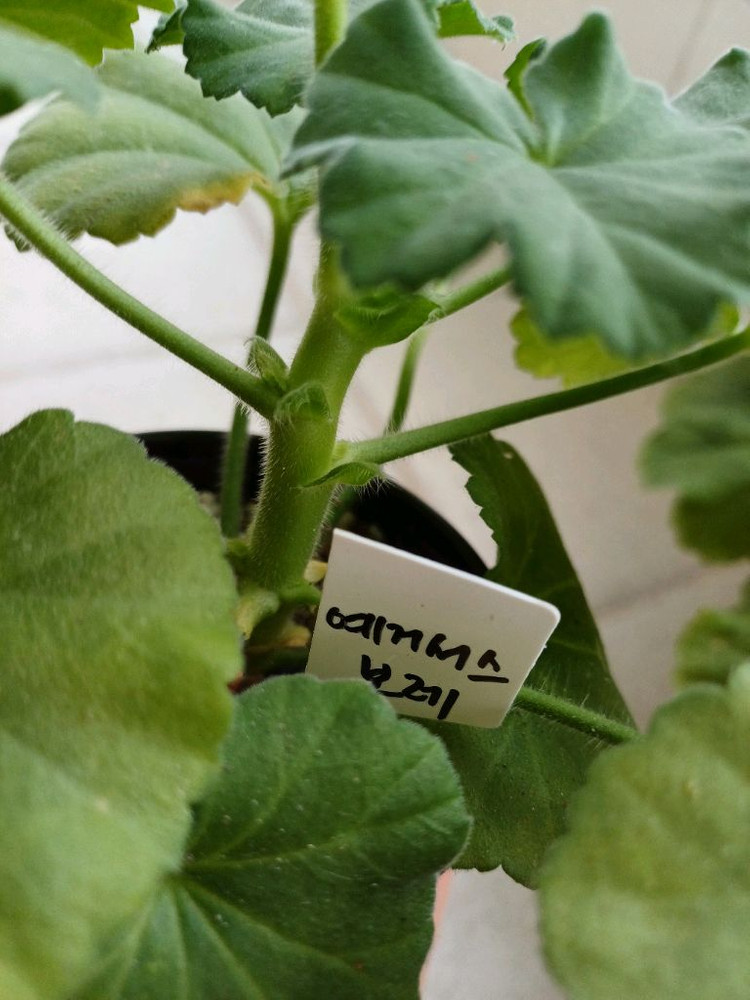 UV비잔티움과 제라늄3종 세트--4