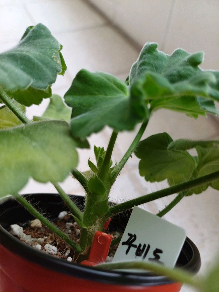 UV비잔티움과 제라늄3종 세트--2