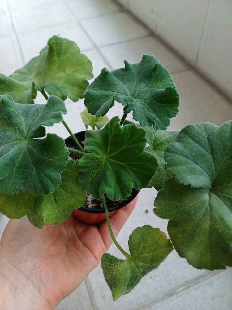 UV비잔티움과 제라늄3종 세트--3