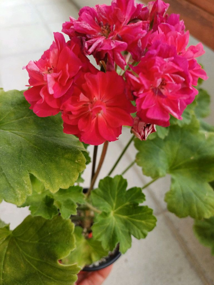 UV비잔티움과 제라늄3종 세트--1