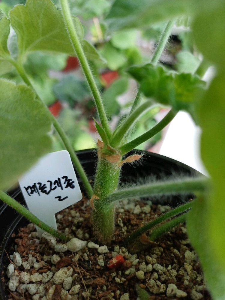 UV비잔티움과 제라늄3종 세트--6