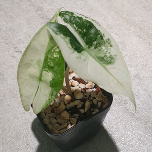 알로카시아 핑크드래곤 화이트 알보 바리에가타