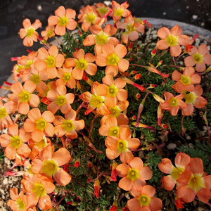 사랑초구근(메쏘니아)~10구