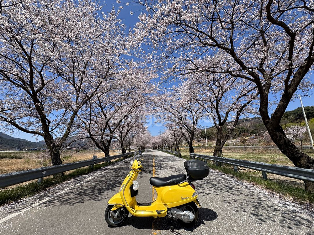 베스파 lx125 옐로우--0