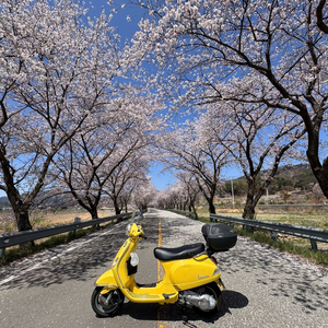 베스파 lx125 옐로우