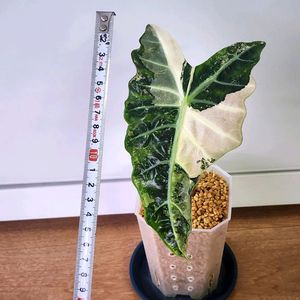 알로카시아 아마조니카 흰무늬 거북바리 팔아요