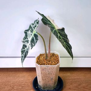 알로카시아 아마조니카 흰무늬 거북바리 팔아요