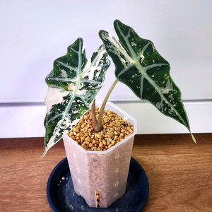 알로카시아 아마조니카 흰무늬 거북바리 팔아요