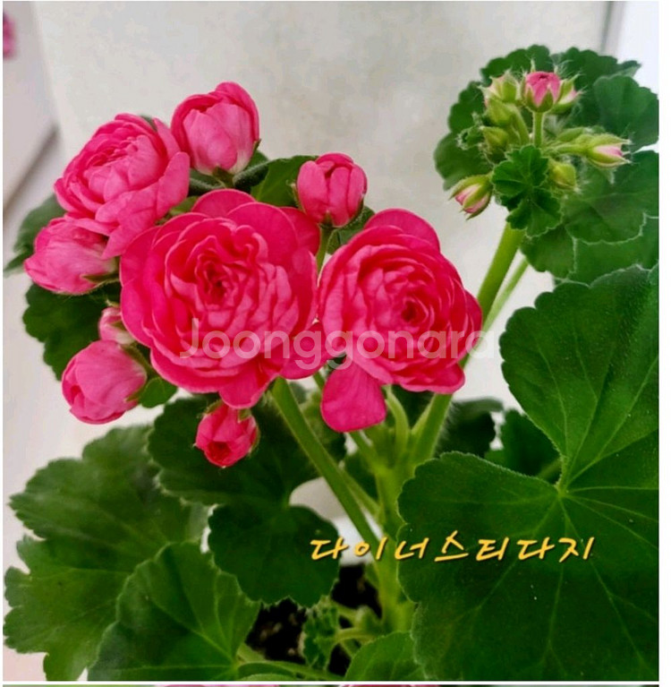 제라늄.다이너스티다지--0