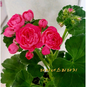 제라늄.다이너스티다지