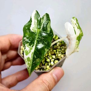 알로카시아 아마조니카 흰무늬 거북바리 팔아요