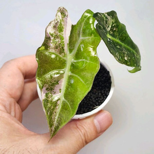 알로카시아 아마조니카 흰무늬 거북바리 팔아요