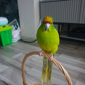 카카리키 앵무새 분양합니다
