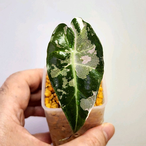 알로카시아 아마조니카 흰무늬 거북바리 팔아요