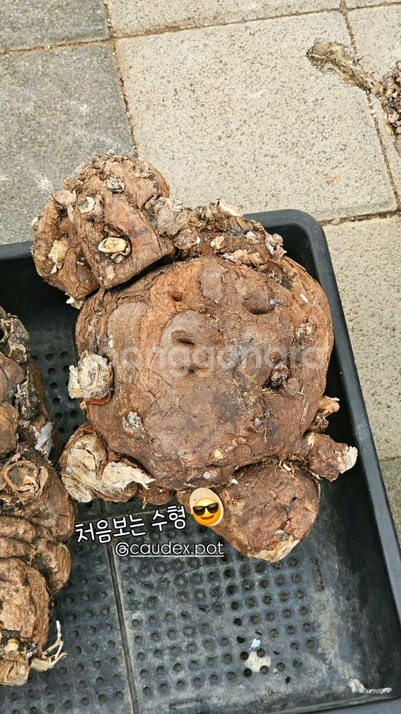 유포르비아 음란지아나 벌크마켓 (아프리카식물/코덱스)--1