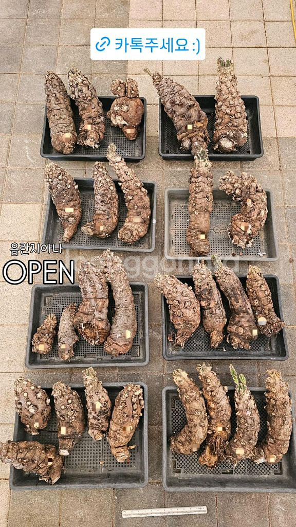 유포르비아 음란지아나 벌크마켓 (아프리카식물/코덱스)--0