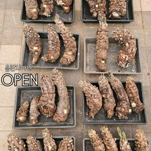 유포르비아 음란지아나 벌크마켓 (아프리카식물/코덱스)