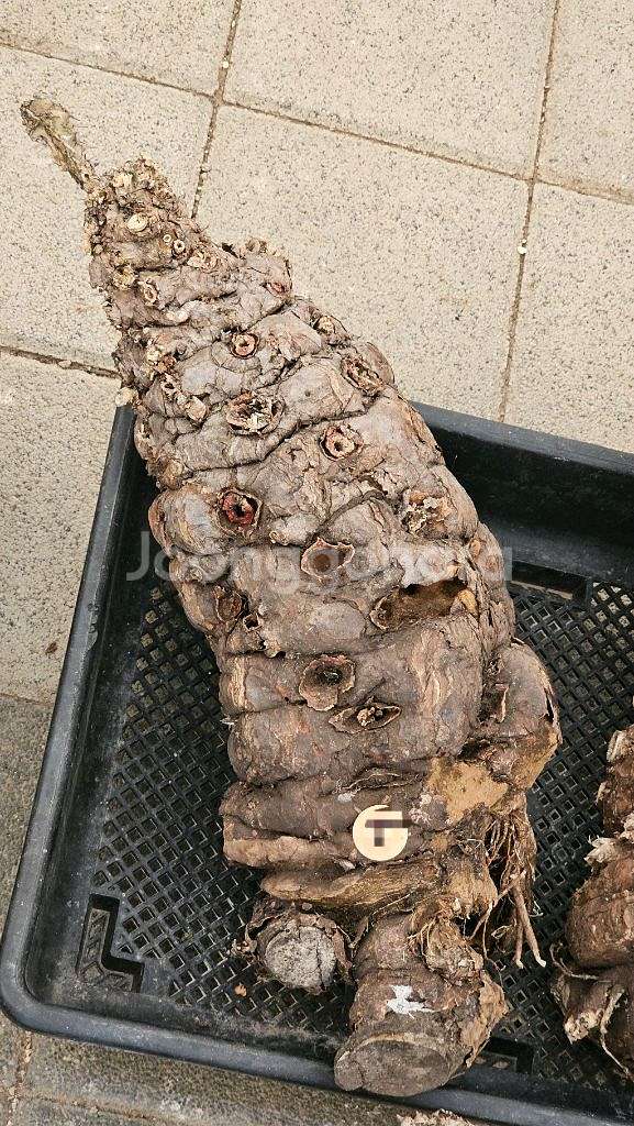 유포르비아 음란지아나 벌크마켓 (아프리카식물/코덱스)--2