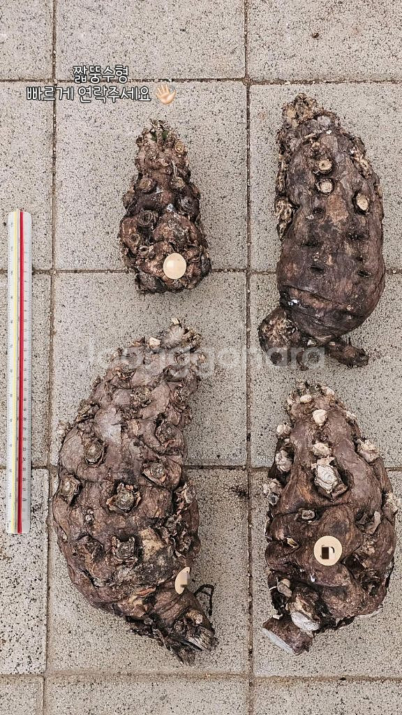 유포르비아 음란지아나 벌크마켓 (아프리카식물/코덱스)--3