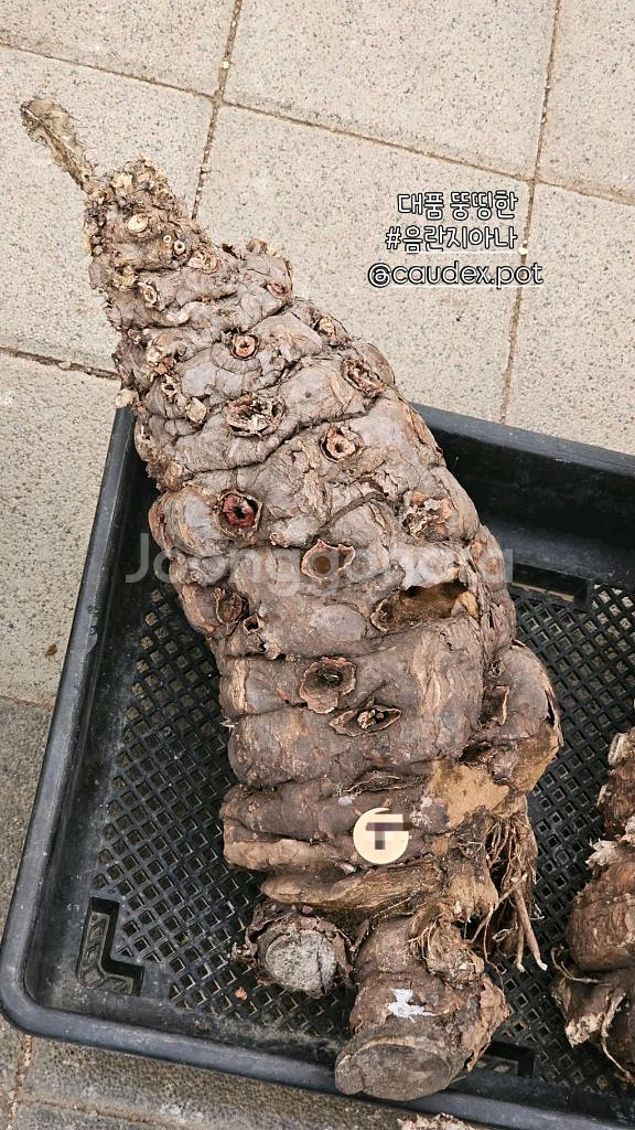 유포르비아 음란지아나 벌크마켓 (아프리카식물/코덱스)--4