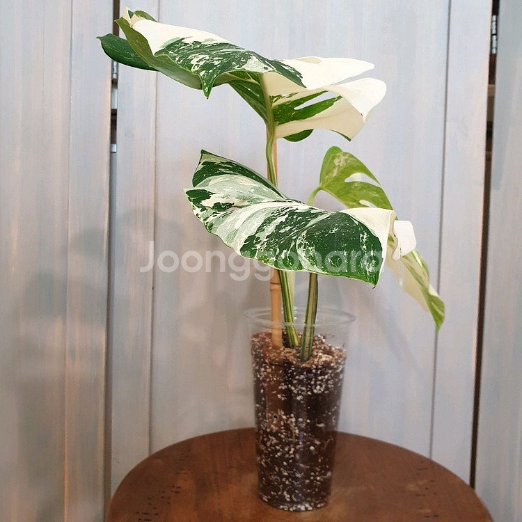 몬스테라 보르시지아나 알보 바리에가타#탑3장#잎27cm--3