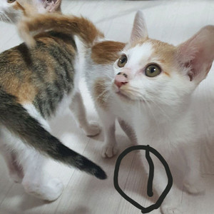 길냥이 고양이 아기고양이 입양 하실분 찾습니다