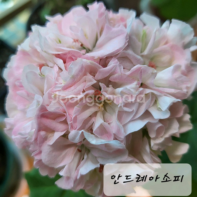 안드레아소피 제라늄--0