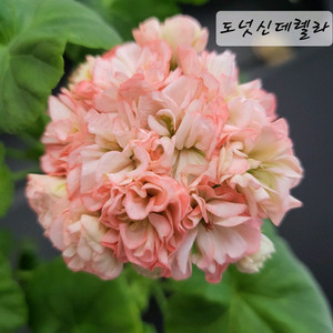 도넛신데렐라 제라늄