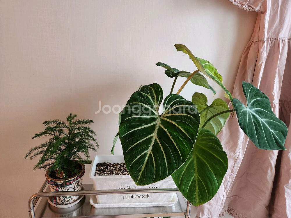 글로리오섬 네이밍 플분+받침대(식물 미포함)--0