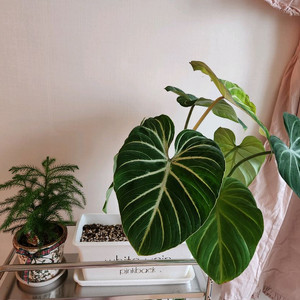 글로리오섬 네이밍 플분+받침대(식물 미포함)