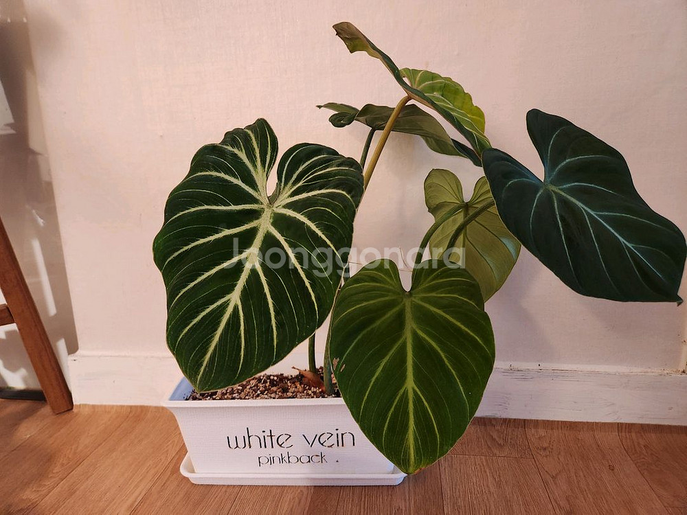 글로리오섬 네이밍 플분+받침대(식물 미포함)--1