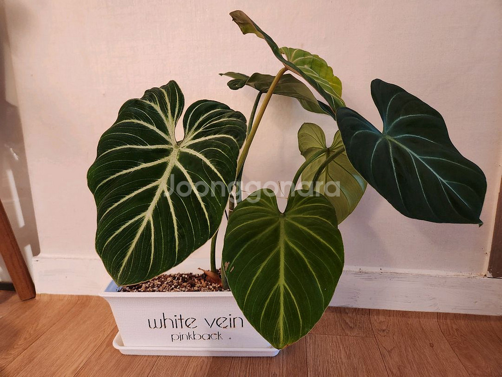 글로리오섬 네이밍 플분+받침대(식물 미포함)--2