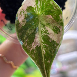 알로카시아 아즈라니 바리에가타