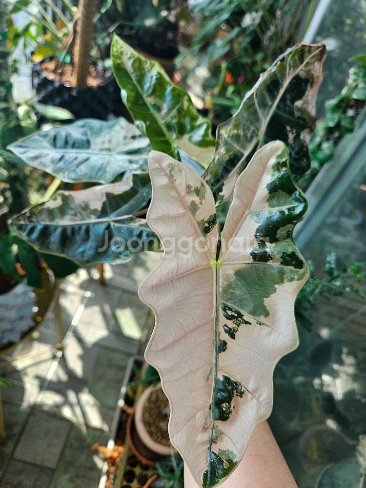 알로카시아 푸세이도 산데리아나 핑크바리에가타--3