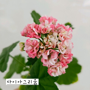 다이아그리움 제라늄